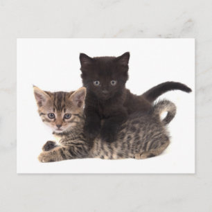 tabby kitten black kitten postcard