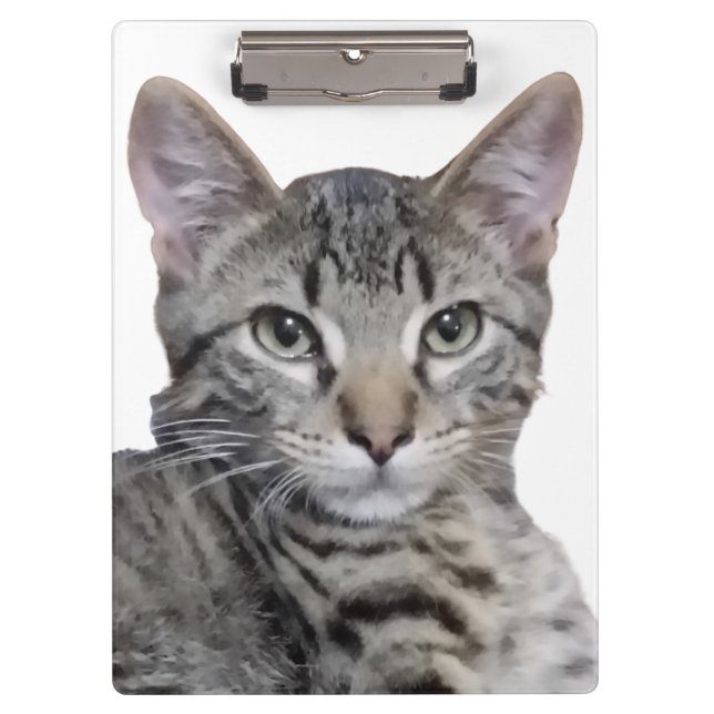 Tabby Kitten Clipboard (Front)