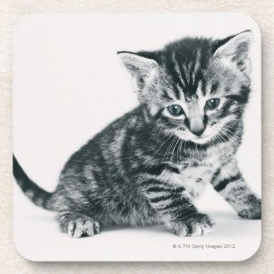 Tabby Kitten Coaster