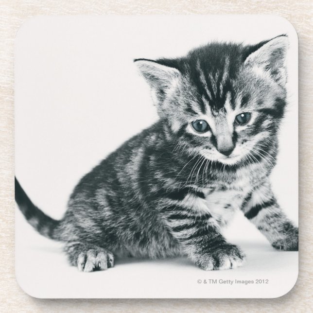 Tabby Kitten Coaster (Front)