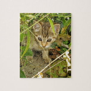 Tabby kitten jigsaw puzzle
