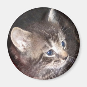 Tabby Kitten magnet