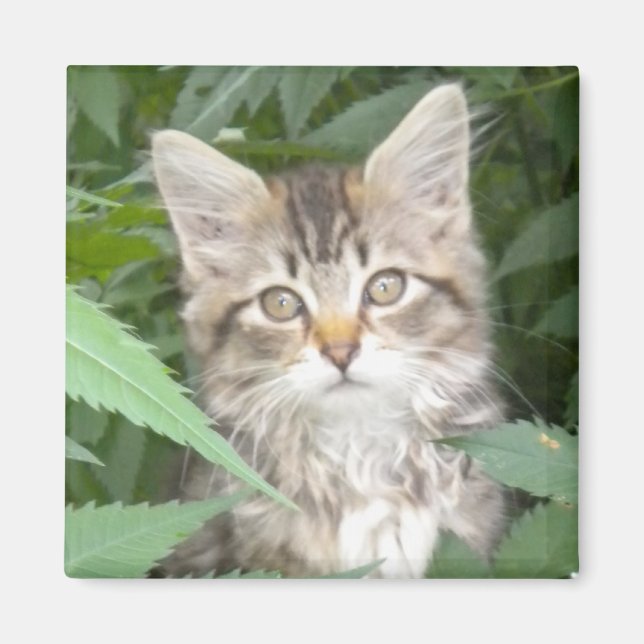 Tabby Kitten Magnet (Front)