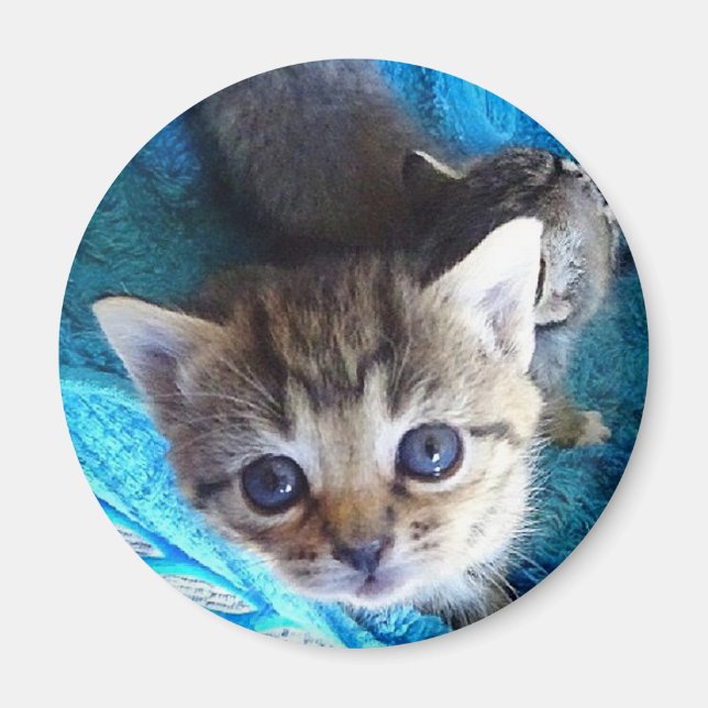 Tabby Kitten Magnet (Front)