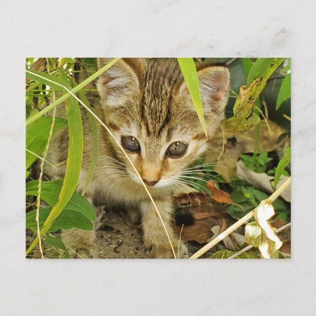 Tabby kitten postcard (Front)