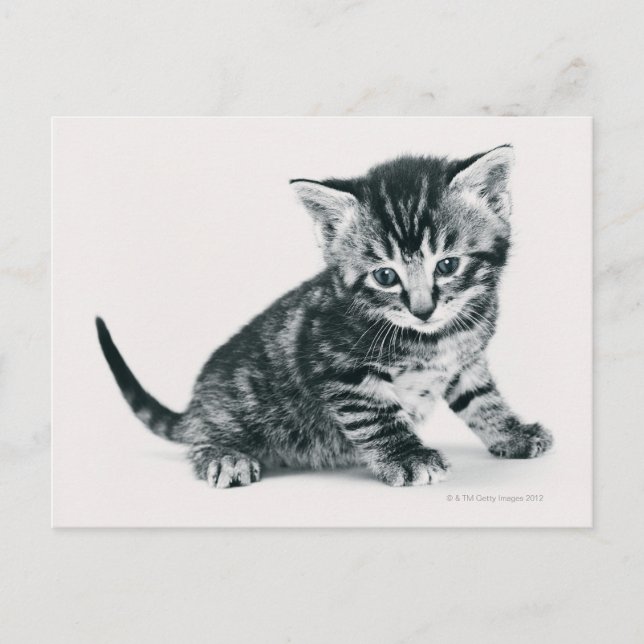 Tabby Kitten Postcard (Front)