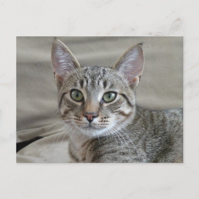 Tabby kitten postcard (Front)