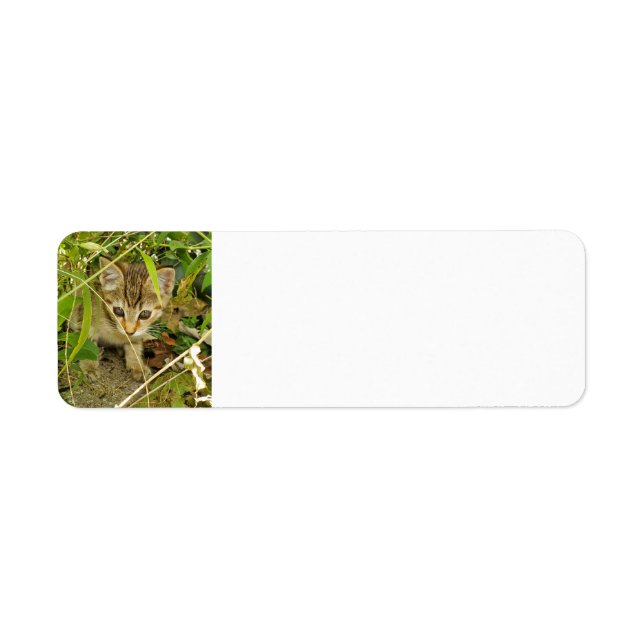 Tabby kitten return address label (Front)