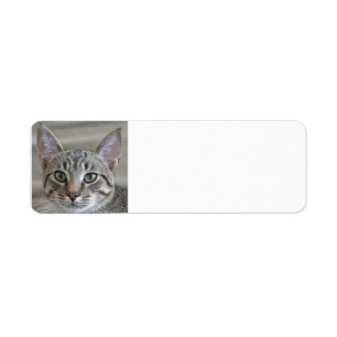 Tabby kitten return address label