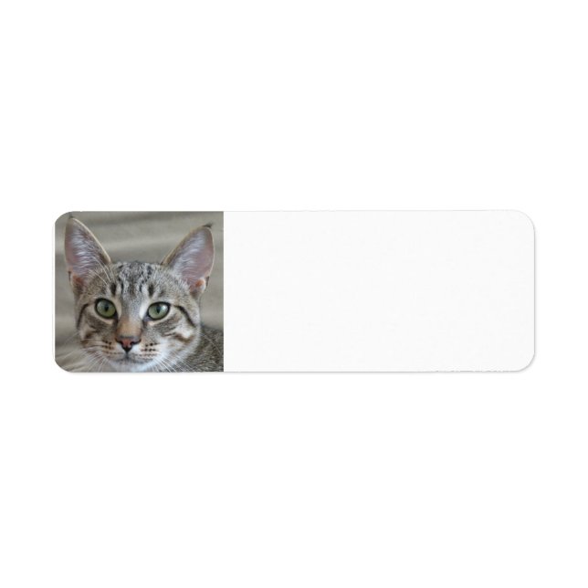 Tabby kitten return address label (Front)