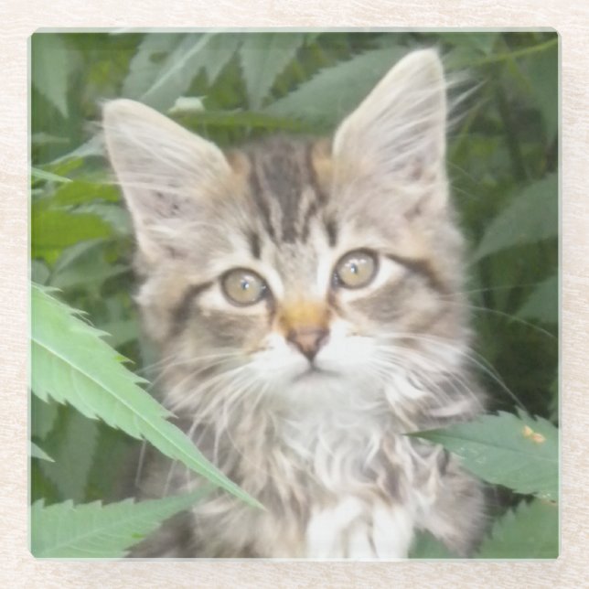 Tabby Kitten Sandstone Coaster (Front)
