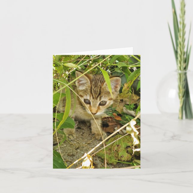 Tabby kitten thank you card (Front)