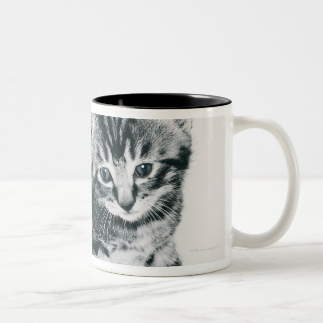 Tabby Kitten Two-Tone Coffee Mug (Right)