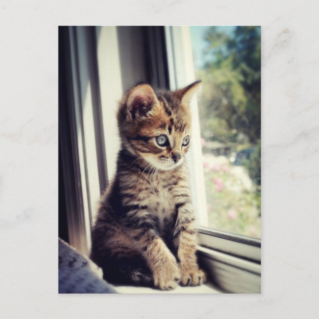 Tabby Kitten Watching Postcard (Front)