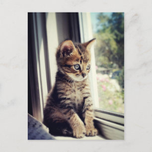 Tabby Kitten Watching Postcard