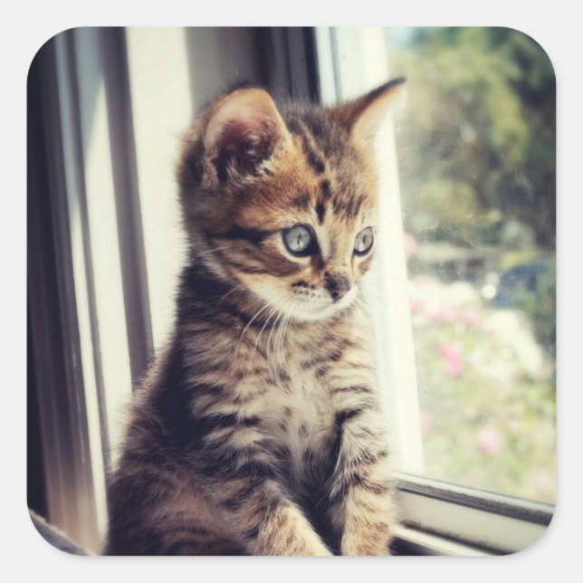 Tabby Kitten Watching Square Sticker (Front)