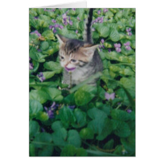 Tabby Kitten With Violet Smile