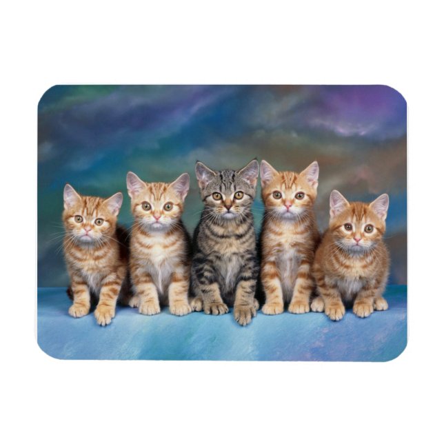 Tabby Kittens in a Row Magnet (Horizontal)