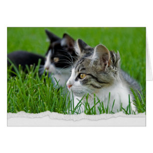 Tabby Kittens in Grass for Thinking of You
