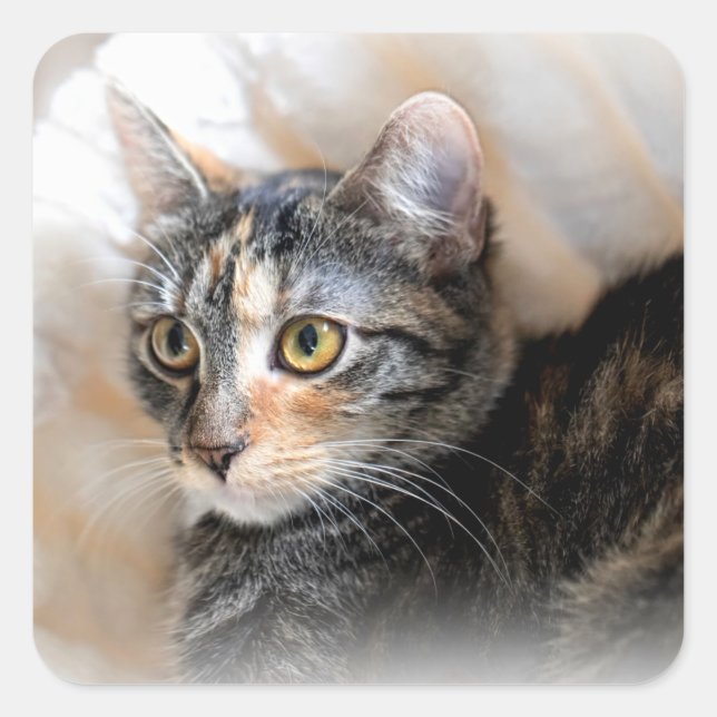 Tabby Kitty Cat Portrait Square Sticker (Front)