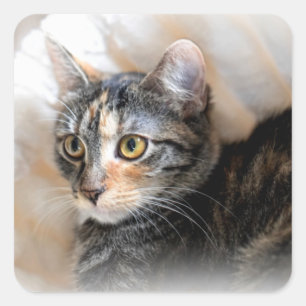 Tabby Kitty Cat Portrait Square Sticker