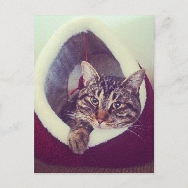 Tabby Kitty In Hut Close-Up Photograph Postcard (Front)