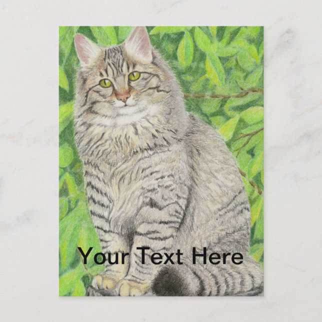 Tabby Longhair Postcard (Front)