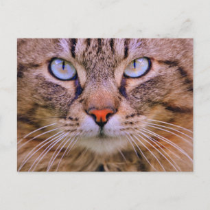 tabby photo cat postcard