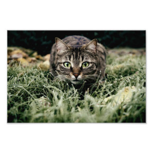 Tabby the Domestic Cat Photo Print