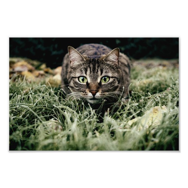Tabby the Domestic Cat Photo Print (Front)