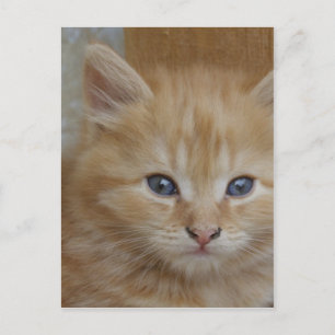 Tabby Tomcat Kitten Postcard