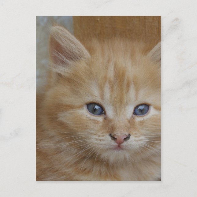 Tabby Tomcat Kitten Postcard (Front)