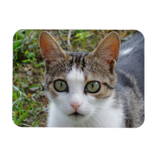 Tabby/White Cat 3"x4" Magnet