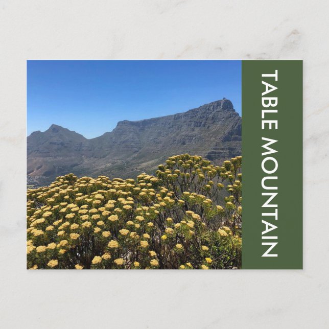 table mountain top postcard (Front)