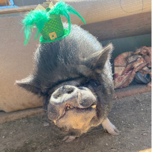 Taco St. Patrick's Stickers