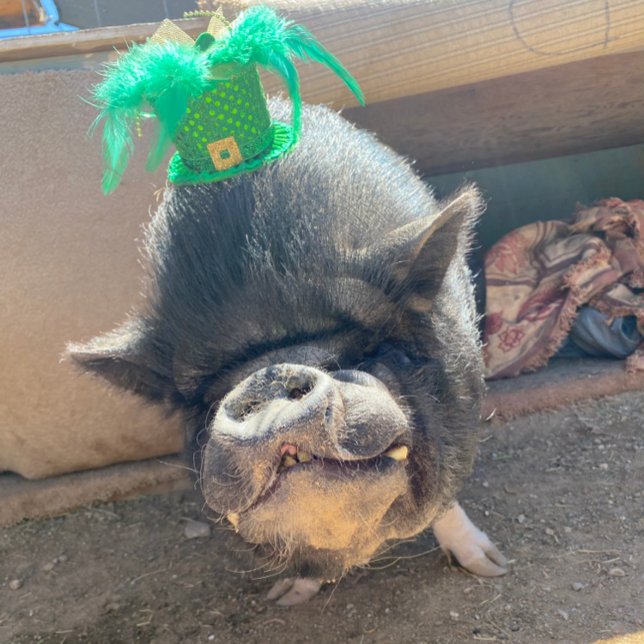 Taco St. Patrick's Stickers (Creator Uploaded)