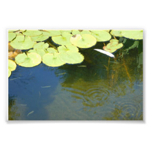 Tadpoles Photo Print