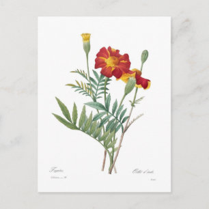 Tagetes Postcard