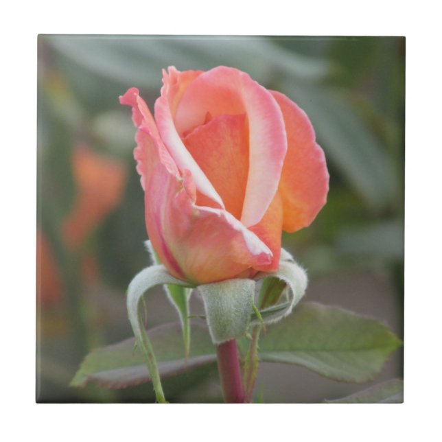 Tahitian Sunset Orange Rose Tile (Front)