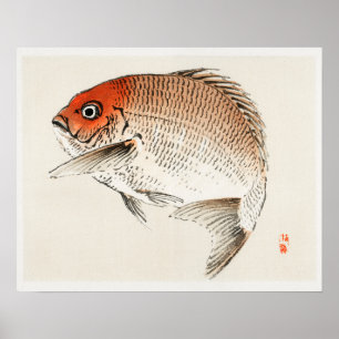 Tai (Red Seabream) fish by Kōno Bairei (1844-1895) Poster