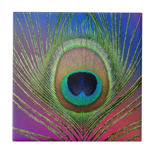 Tail feather of a peacock ceramic tile (Front)