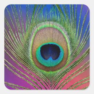 Tail feather of a peacock square sticker