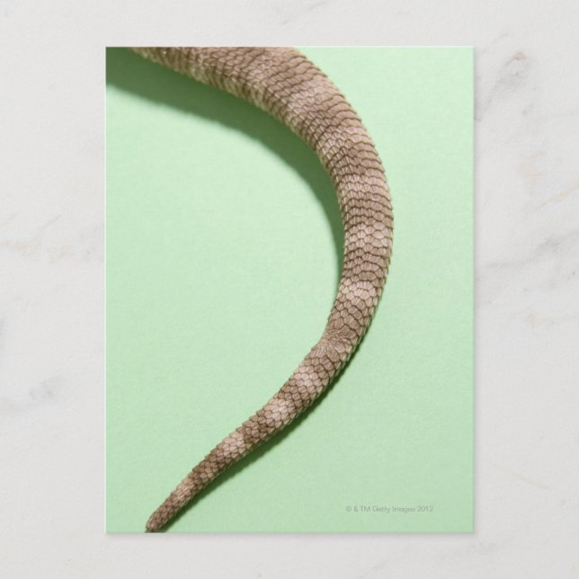 Tail of bearded dragon postcard (Front)