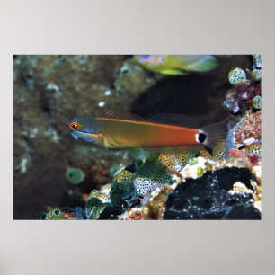 Tail Spot Blenny Poster