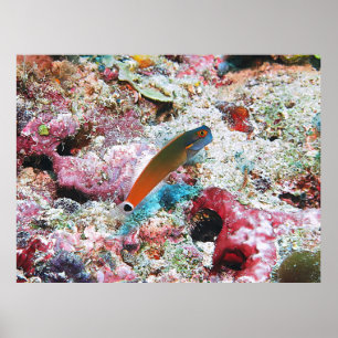 Tail Spot Blenny Poster