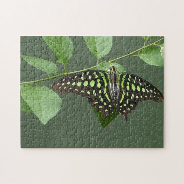 Tailed green jay butterfly jigsaw puzzle (Horizontal)
