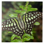 Tailed Jay butterfly Ceramic Tile<br><div class="desc">A gorgeous green tailed Jay butterfly photo by Bryan Keil. See also matching products.</div>