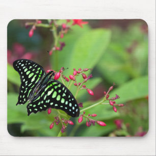 Tailed Jay butterfly Mouse Pad