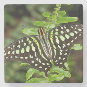 Tailed Jay butterfly Stone Coaster
