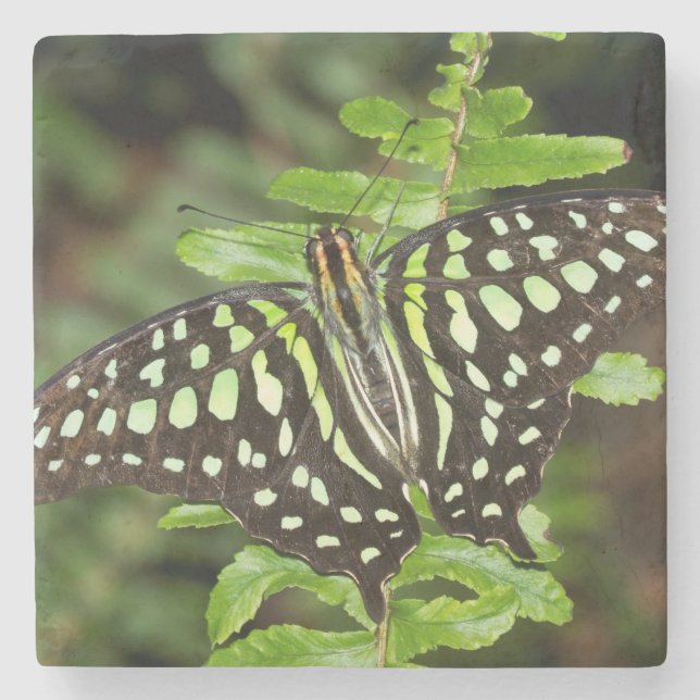 Tailed Jay butterfly Stone Coaster (Front)